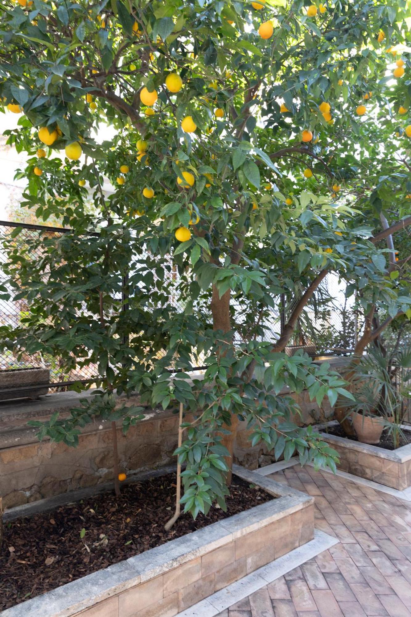 The Orange Garden Apartment Roma Exterior foto